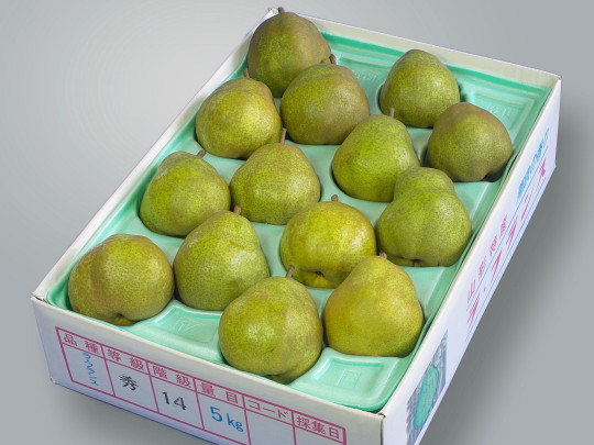 ���t�����X 4L-14���Ɨp�i