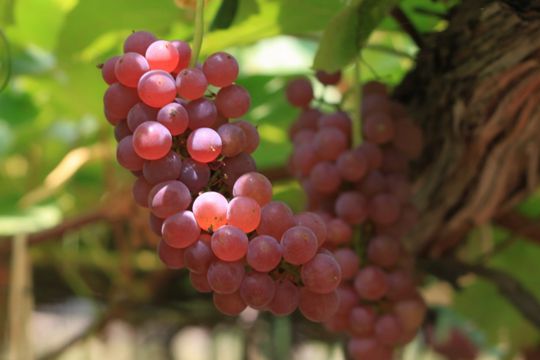 �Ԃǂ��f���E�F�A