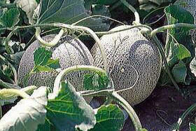 �Ԃǂ��f���E�F�A