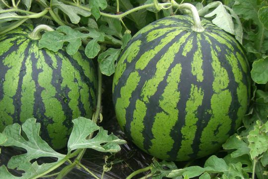 ���ԑ򂷂���